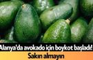 Alanya'da avokado için boykot başladı! Sakın almayın