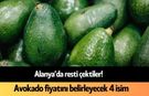 Alanya’da resti çektiler! Avokado fiyatını belirleyecek 4 isim aranıyor