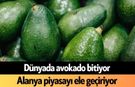 Dünyada avokado bitiyor, Alanya piyasayı ele geçiriyor