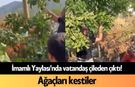 İmamlı Yaylası'nda vatandaş çileden çıktı! Ağaçları kestiler