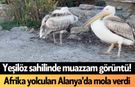 Yeşilöz sahilinde muazzam görüntü! Afrika yolcuları Alanya'da mola verdi