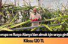 Avrupa ve Rusya Alanya'dan almak için sıraya girdi