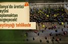 Alanya'da üretici zeytini toplamaktan vazgeçecek! Zeytinyağı tehlikede