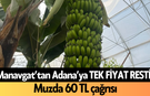 Manavgat’tan Adana’ya TEK FİYAT RESTİ! Alanya'dan muzda 60 TL çağrısı
