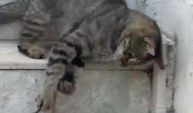 Antalya’da kedi ve yılanın ilginç mücadelesi