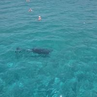 Alanya