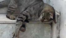 Antalya’da kedi ve yılanın ilginç mücadelesi