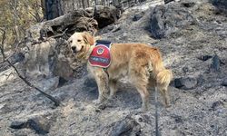 Antalya'da bu köpek bildiklerinize hiç benzemiyor