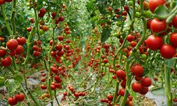 Antalya ve Samsun'u virüs fena vurdu!