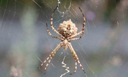 Dünyanın en zehirli örümceklerinden ’loplu örümcek’ ülkemizde görüldü