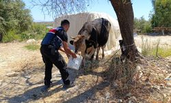 Antalya'da ahırda korkutan yangın: Hayvanlar telef oldu