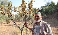 Büyük alarm verdi! Kuruyor