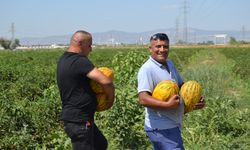 Haberi duyan tarlaya koştu: Herkes bedavaya aldı