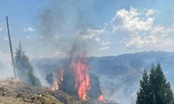 Alanya’da makilik alan yangınında  1.5 hektarlık yandı