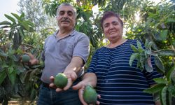 Alanya, Antalya'da büyük üretim var! Onlar da başladı