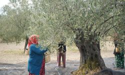 Zeytin üreticinin yüzünü güldürdü