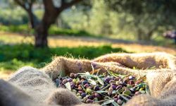 Alanya'da zeytin yok ediliyor! Erken hasada kanmayın