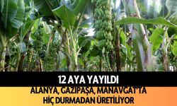 Alanya, Gazipaşa, Manavgat'ta hiç durmadan üretiliyor