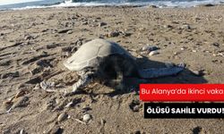 Bu Alanya'da ikinci vaka: Ölüsü sahile vurdu!