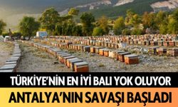 Türkiye'nin en iyi balı yok oluyor: Antalya'nın savaşı başladı