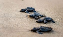 Antalya'dan yolcu edilen caretta carettaların göç yolculuğu bitti