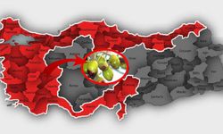 Zeytin tehlikede: Verim düşebilir!