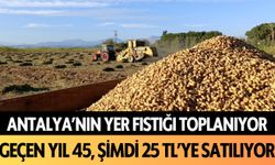 Antalya'nın yer fıstığı toplanıyor: Geçen yıl 45, şimdi 25 TL'ye satılıyor