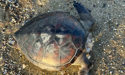 Alanya’da yürek yakan görüntü! Başı kesik caretta caretta bulundu