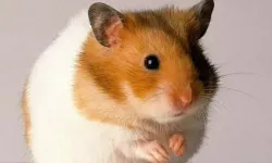 Hamsterın ısırdığı kadın hayatını kaybetti