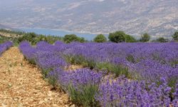 Antalya'da beklenmedik sorun: Bu kokuların hiçbiri gerçek değil!