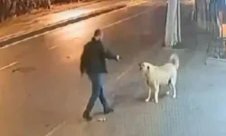 Gece yarısı akıl almaz olay: Sokak köpeğini silahla vurmaya çalıştı