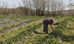 Çiftçilere destek ödemeleri yatıyor