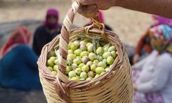 Bu yıl zeytin ve zeytinyağında rekor bekleniyor! Fiyatlar nasıl etkilenecek?