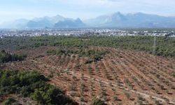 Bu yıl zeytin arttı: Antalya ve Alanya zeytinyağını ucuza mı yiyecek?