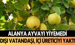 Alanya ayvayı yiyemedi! Dışı vatandaşı, içi üreticiyi yaktı