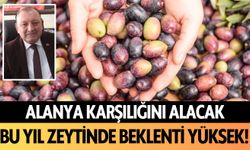 Alanya karşılığını alacak: Bu yıl zeytinde beklenti yüksek