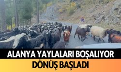 Alanya'nın yaylaları boşalıyor: Dönüş başladı