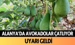 Alanya'da avokadolar çatlıyor: Uyarı geldi!