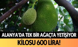 Alanya’da tek bir ağaçta yetişiyor! Kilosu 600 lira