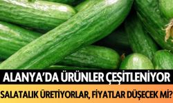 Alanya'da ürünler çeşitlenecek: Salatalık üretiyorlar, fiyatlar düşecek mi?