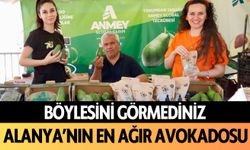 Böylesini görmediniz: Alanya'nın en ağır avokadosu seçildi