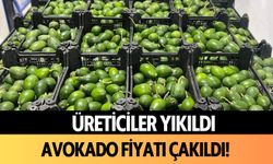 Üreticiler yıkıldı: Alanya'da avokado fiyatı çakıldı!