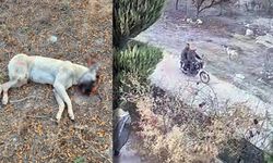 Antalya'da köpeği katletti, pişmanlığı serbest kalmasına yetti