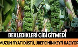 Bekledikleri gibi gitmedi: Muzun fiyatı düşüyor, üreticinin keyfi kaçırıyor!