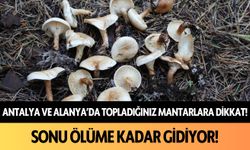 Antalya ve Alanya'da topladığınız mantarlara dikkat! Sonu ölüme kadar gidiyor