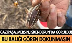 Gazipaşa, Mersin, İskenderun'da görüldü! Bu balığı gören dokunmasın