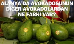 Alanya avokadosunun diğer avokadolardan ne farkı var?