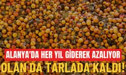 Alanya'da her yıl giderek azalıyor: Olan da tarlada kaldı!