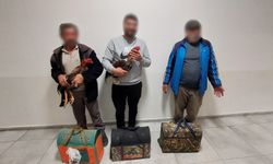 Antalya'da döüştüreceklerdi: Horozlar son anda yakalandı