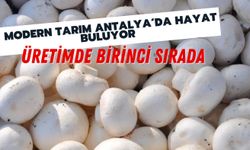 Modern tarım Antalya'da hayat buluyor: Üretimde birinci sırada